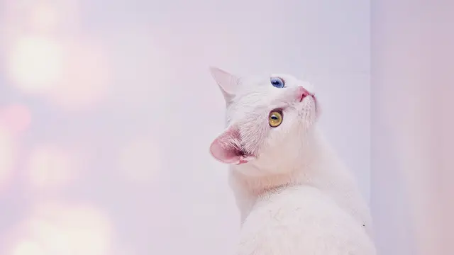 Kucing Anggora
