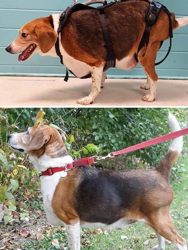 7 Foto Keren Anjing Obesitas Berjuang Turunkan Berat Badan Berlebihnya