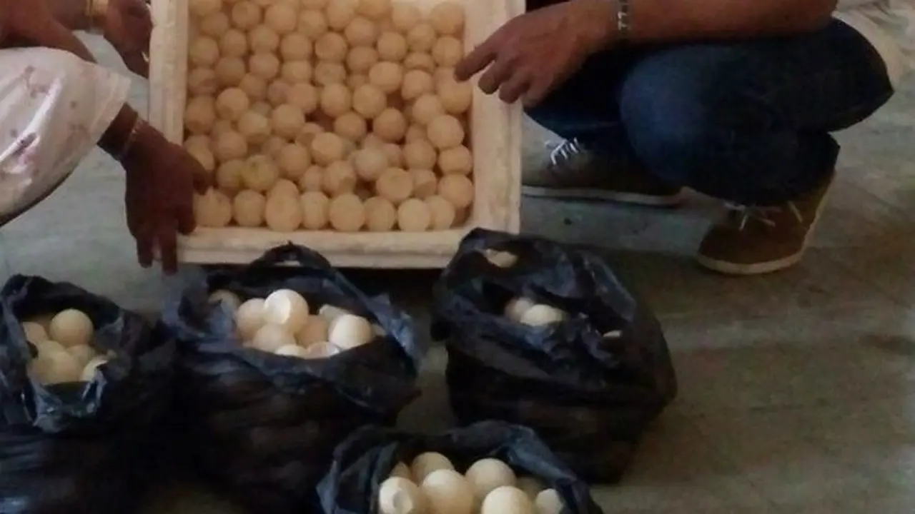 Kakek Nenek Jual Telur Penyu di Jember