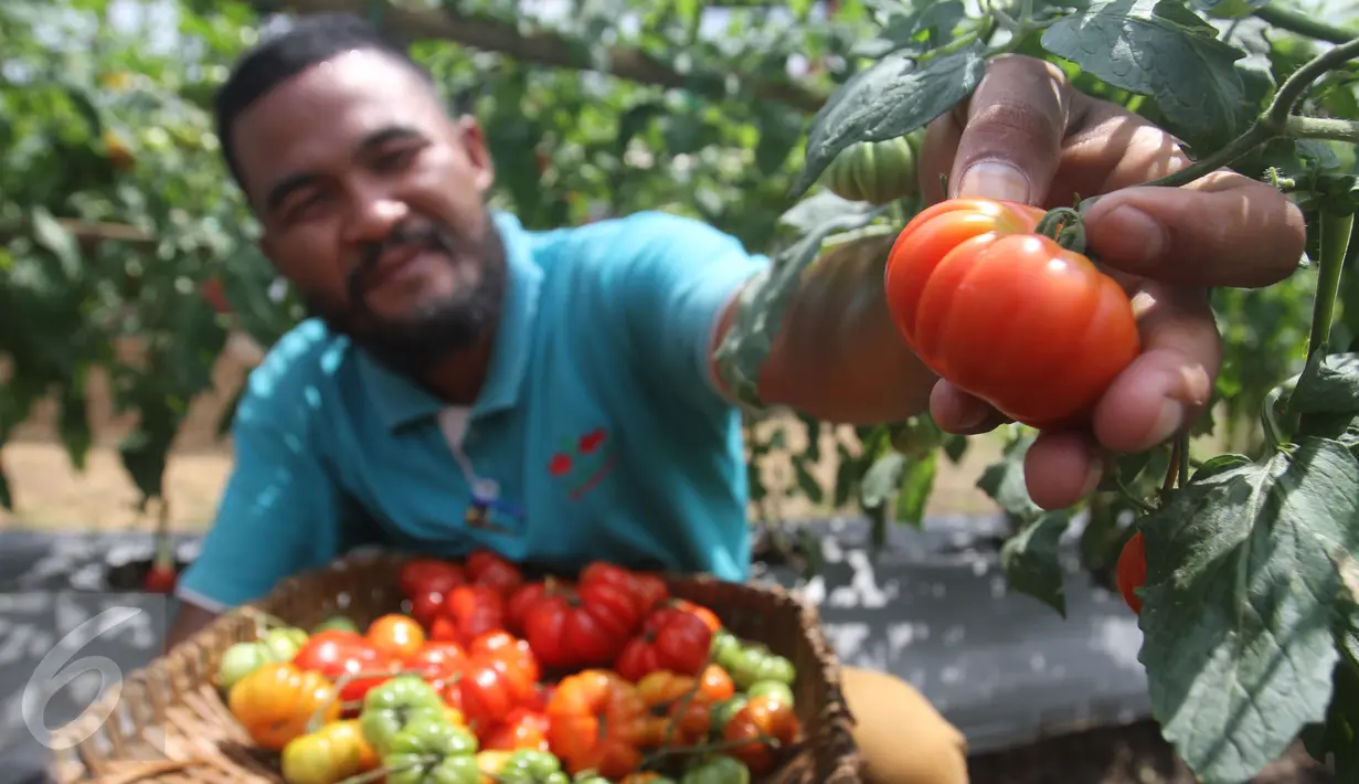 Petani binaan PT East West Seed Indonesia (Ewindo) memanen tomat saat Expo Nasional Cap Panah Merah di Jawa Barat, Jumat (5/5). Sebanyak 700 petani hadir dalam acara expo tersebut. (Liputan6.com/Istimewa)