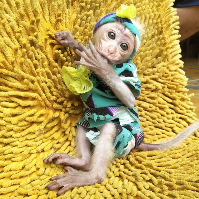 Potret Candy Laura, Monyet Pantai Peliharaan Irfan Hakim yang Jadi Sorotan. (Sumber: Instagram/candylaura2019)