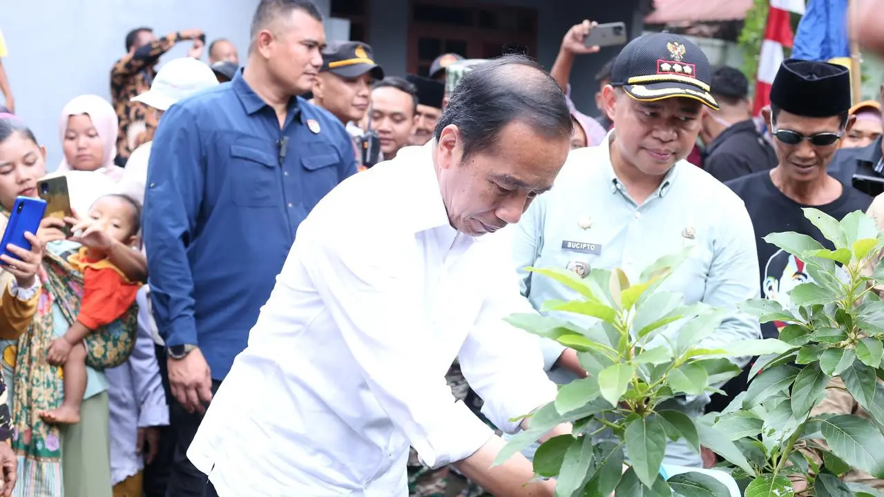 Presiden ke-7 RI Jokowi saat berkunjung ke desa penghasil buah alpukat dan gula aren di Desa Peron Kecamatan Limbangan Kabupaten Kendal, Jawa Tengah. (Istimewa)