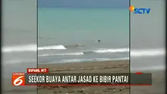 Buaya sepanjang lima meter dari tengah laut membawa jenazah seorang warga menuju ke bibir Pantai Nino di Ponu, Kecamatan Biboki, Anleu.