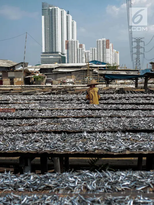 Seorang pekerja menjemur ikan saat proses pengasinan di kawasan Muara Angke, Jakarta, Senin (26/11). Nelayan mengaku produksi ikan asin mengalami penurunan, disebabkan terhambatnya proses pengeringan di musim hujan. (Liputan6.com/Faizal Fanani)