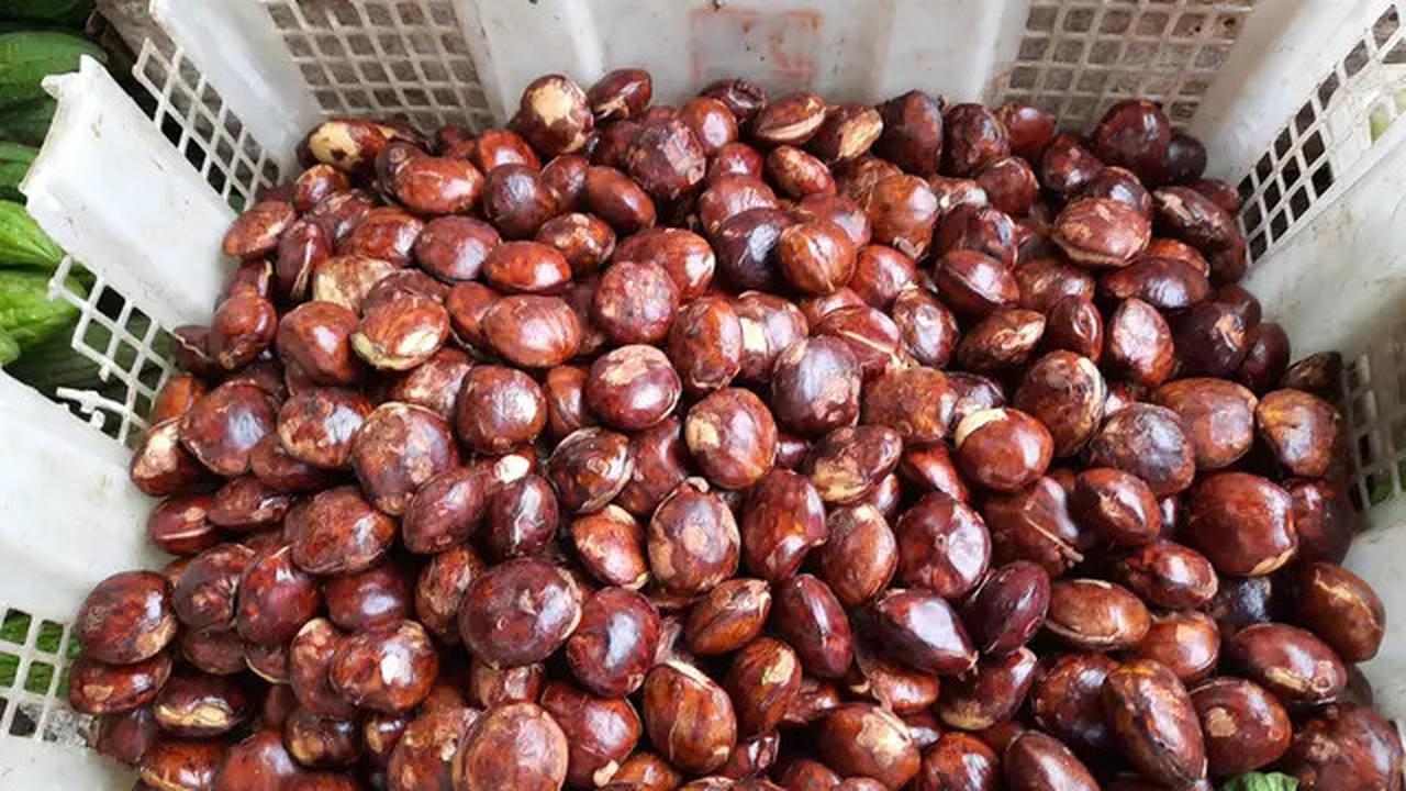Cara Mudah Mengolah Jengkol Agar Lembut dan Bebas Bau
