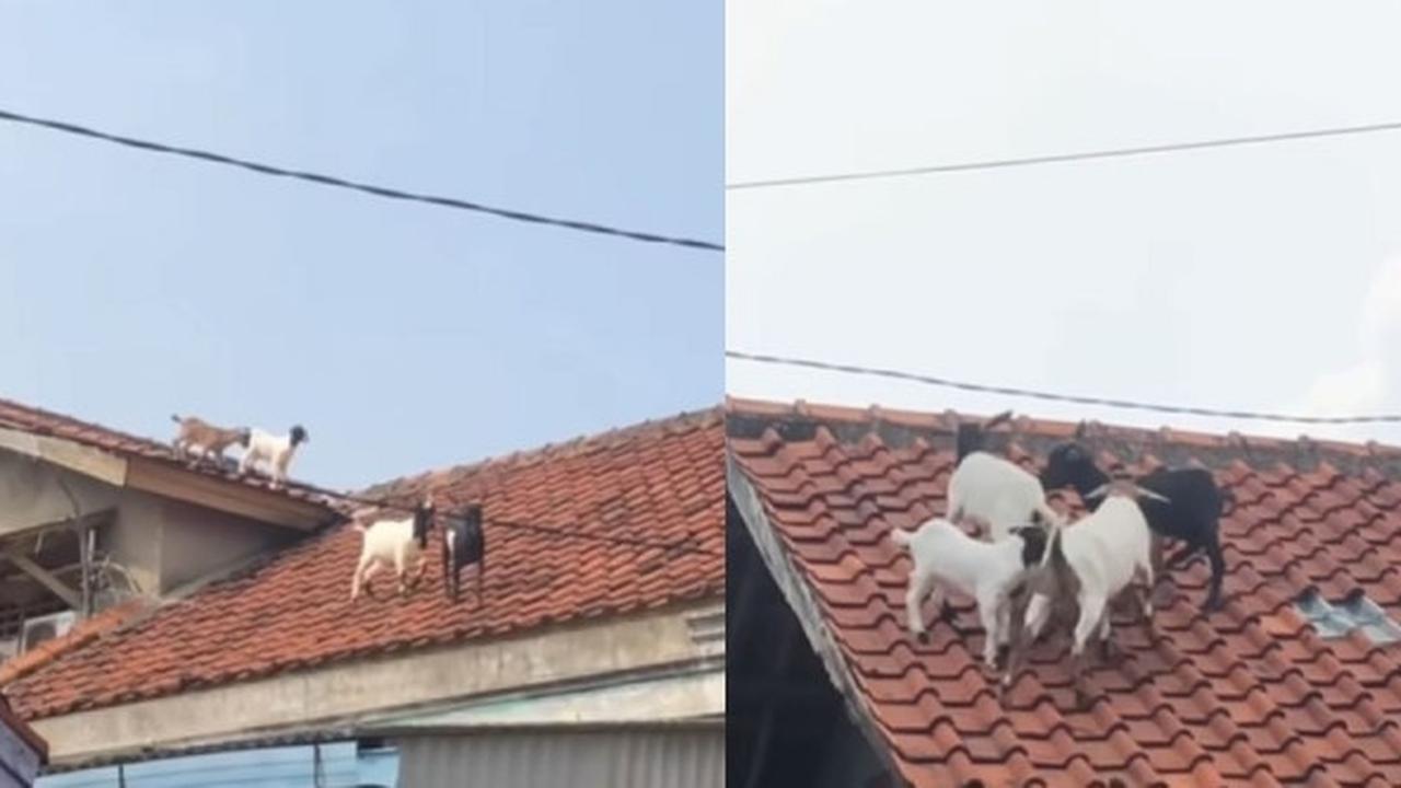 Viral Kambing Kurban Kabur ke Atap Rumah Warga, Bikin Heboh
