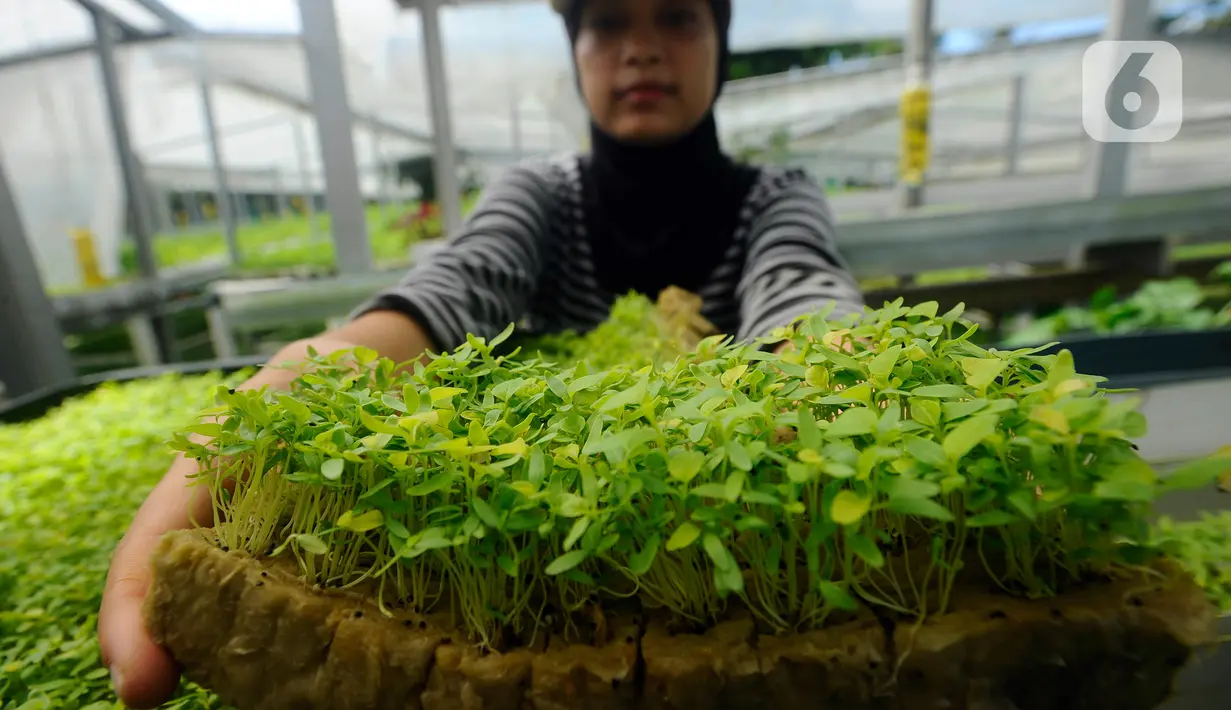 Pekerja menunjukkan bayam di Kebun Hidroponikita, Sawangan, Depok, Jawa Barat, Senin (20/2/2023). Kebun Hidroponikita yang sudah berjalan lebih dari satu tahun ini mampu menghasilkan 30-50 kilogram bayam per hari. (merdeka.com/Arie Basuki)