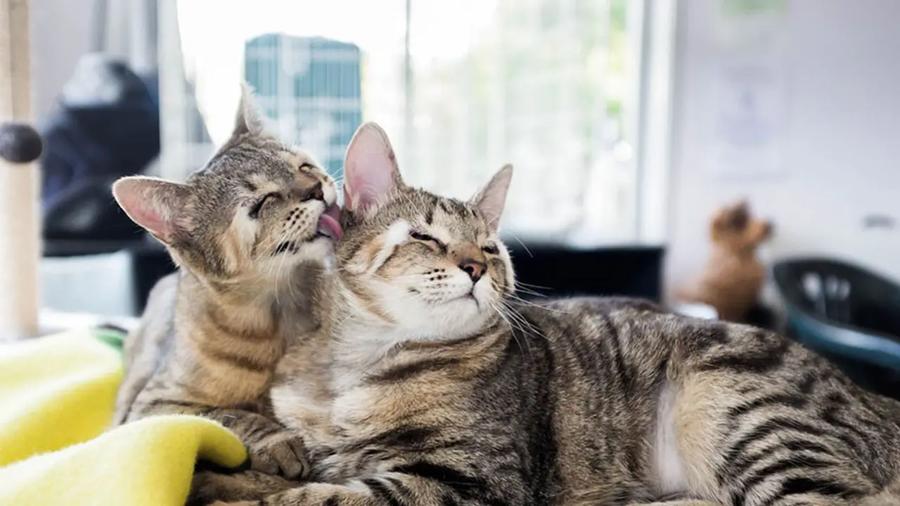 [Bintang]  Kucing