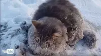 Beku, Kucing Ini Hidup Lagi Setelah Disiram Air Panas