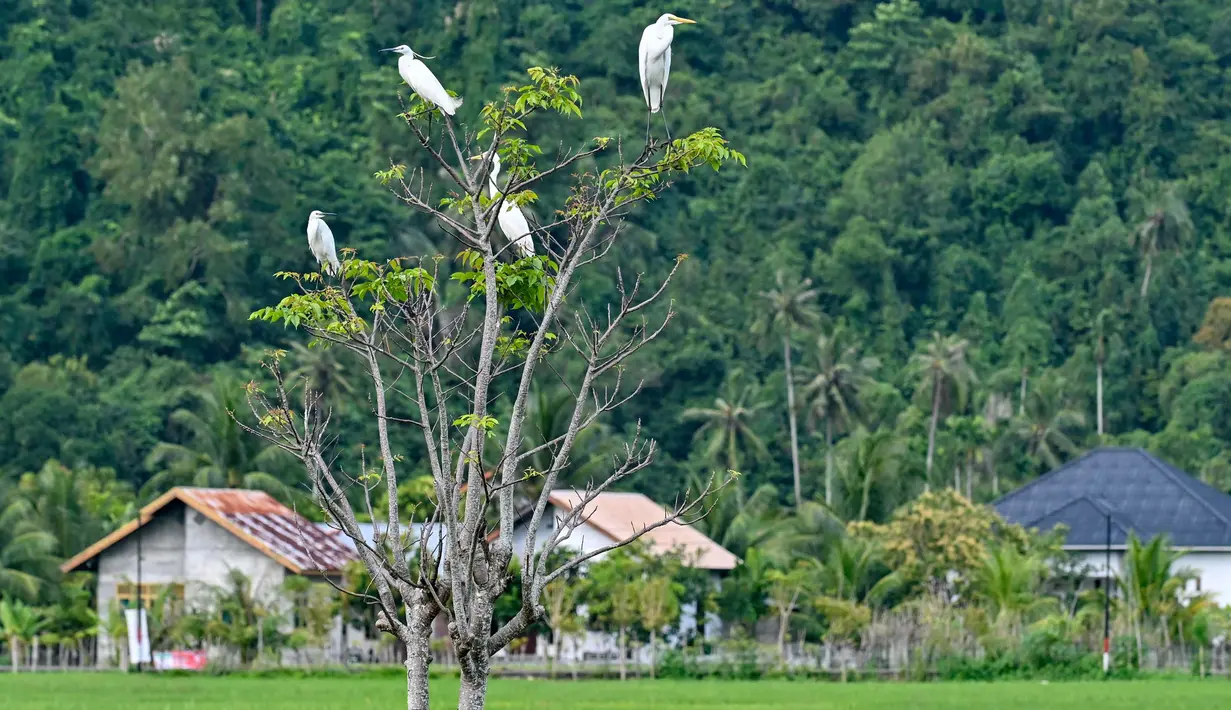 Lindungi Padi dari Gangguan Hama, Petani di Aceh Pasang Jaring