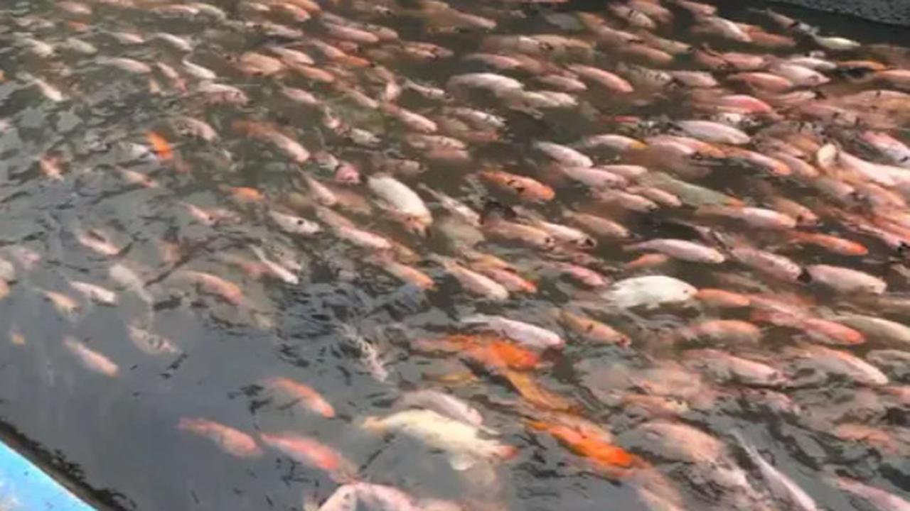 Ilustrasi kolam ikan di irigasi