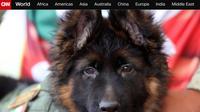 Anak anjing itu diberi nama "Arkadas", yang berarti "teman" dalam bahasa Turki. Disumbangkan oleh pemerintah Turki. (Sumber: Screenshot CNN)