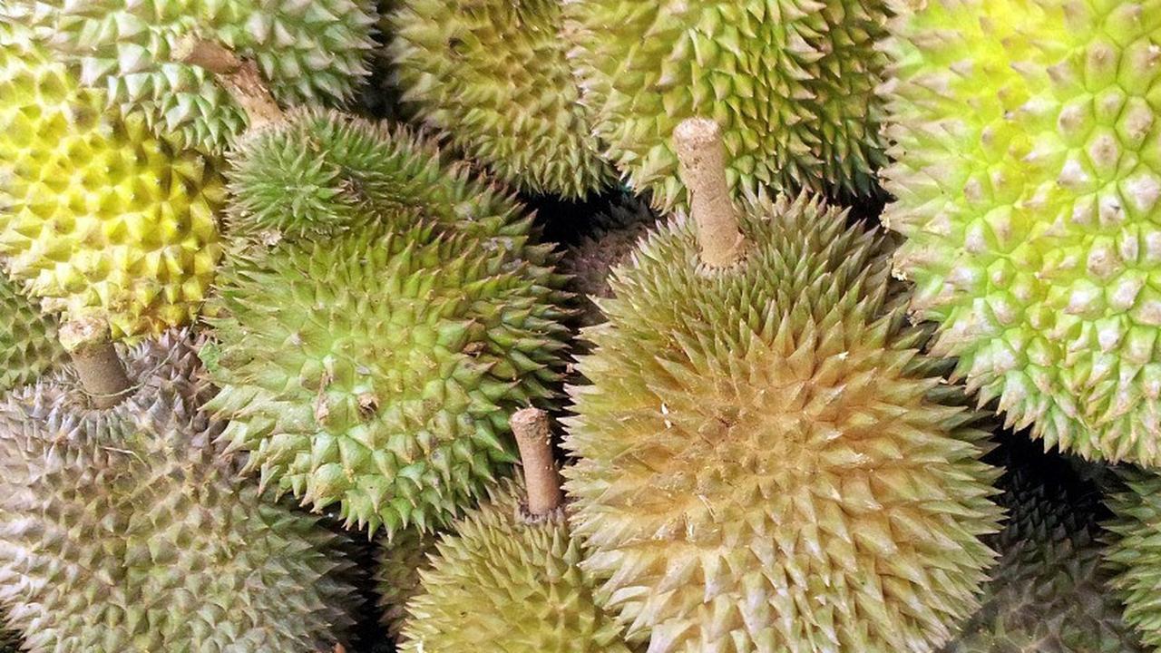 Durian Kolesterol, Mitos atau Fakta? Begini Penjelasan Lengkapnya