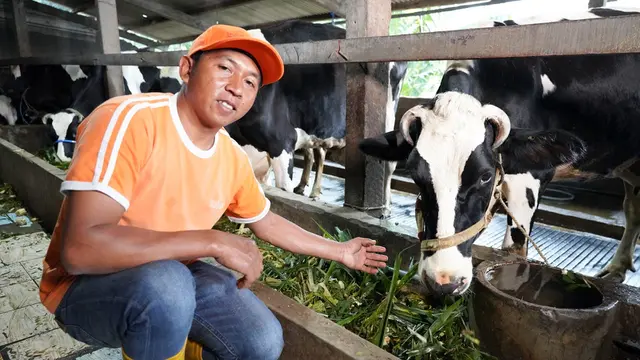 Peternak Sapi Perah Rakyat.