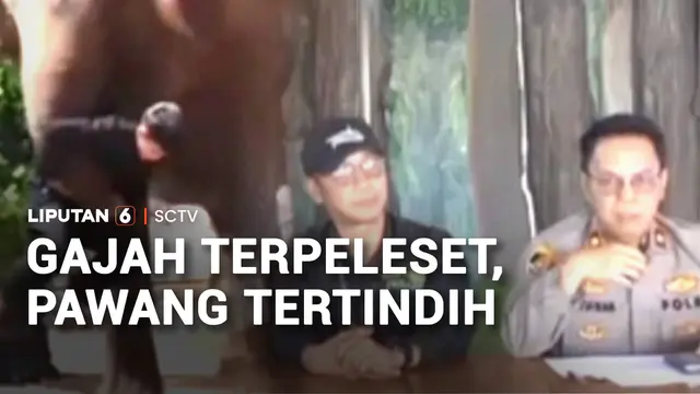 Pawang Tertindih Gajah Sumatra