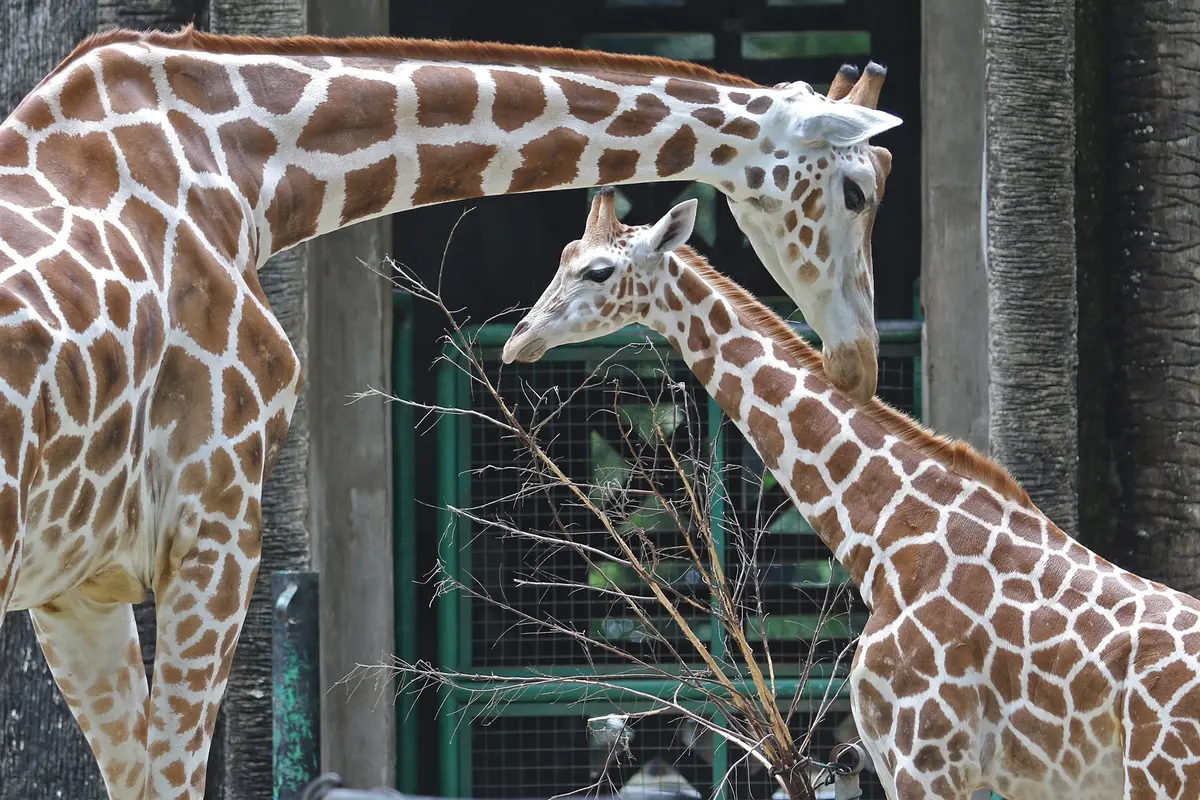 Begini Suasana di Taman Margasatwa Ragunan saat Libur Natal 2020
