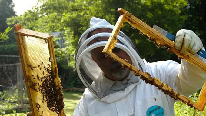 Lebah merupakan hewan penghasil madu/copyright pxhere.com