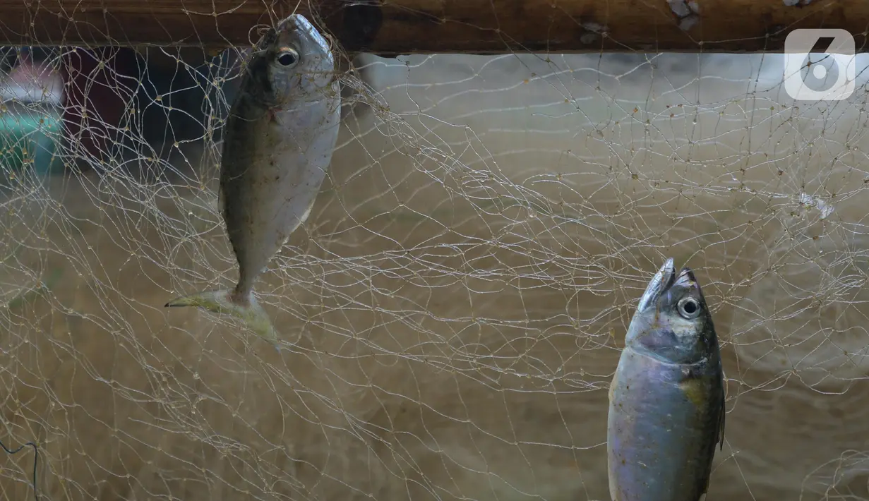 Ikan hasil tangkapan nelayan tradisional di Pelabuhan Cilincing, Jakarta, Selasa (1/3/2022). Sejumlah komoditas ikan laut di pasaran mengalami kenaikan harga hingga 5 persen disebabkan cuaca buruk di laut dalam sepekan terakhir sehingga nelayan berhenti melaut sementara. (merdeka.com/Imam Buhori)