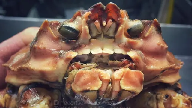 Bikin Merinding, Nelayan Rusia Tangkap Ikan Monster Mengerikan