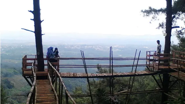 Pegunungan Pinus di Batang