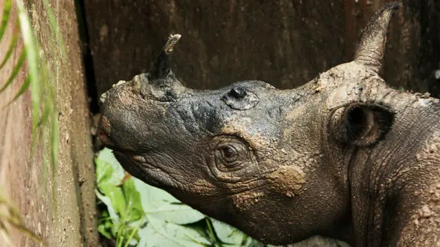 Najaq, Badak Sumatra yang ditemukan di Kutai Barat, Kalimantan Timur (Foto: Ari Wibowo/WWF Indonesia).