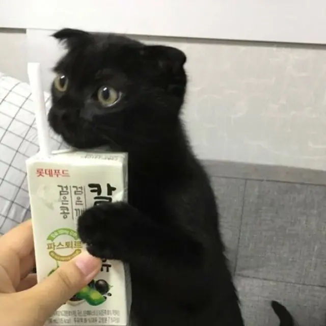 Tak Selalu Seram, 7 Tingkah Kucing Hitam ini Justru Menggemaskan