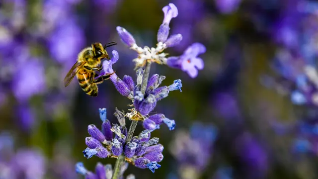 Mengunjungi Ladang Lavender di Daerah Otonom Uighur Xinjiang