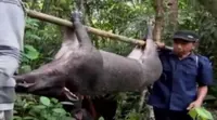 Serangan babi hutan atau celeng membuat resah masyarakat di Desa Piteren, Padukuhan, Purworejo, Jawa Tengah. (Liputan 6 SCTV)