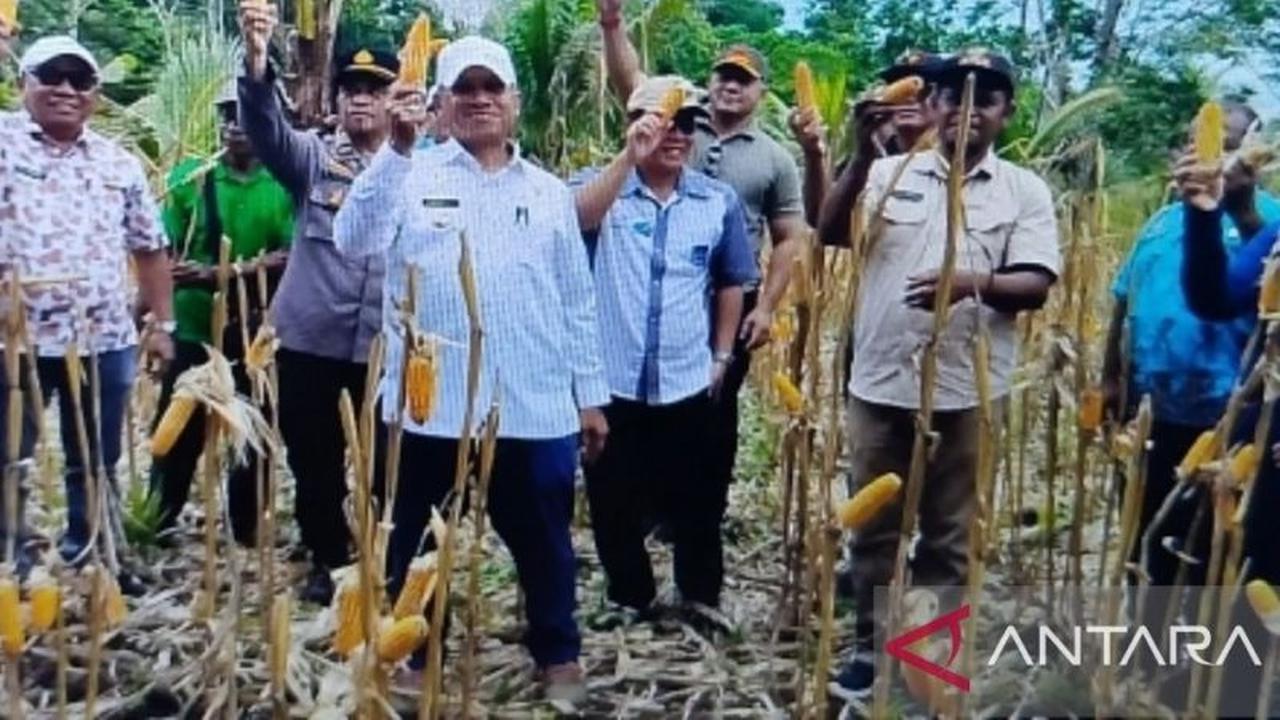 Tahukah Anda? Panen Jagung Hibrida Biak di Kampung Yopdi Sukses Besar, Bupati Apresiasi Jadi Solusi Ketahanan Pangan Lokal!