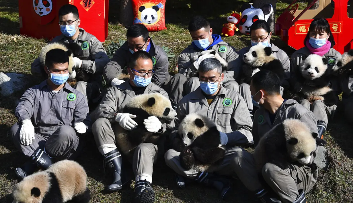 Peneliti menggendong sepuluh bayi panda yang lahir selama tahun 2020 di Pusat Penelitian dan Konservasi China untuk Panda Raksasa di Cagar Alam Wolong, Provinsi Sichuan, China, 3 Februari 2021. Sepuluh bayi panda memulai debutnya menjelang Tahun Baru Imlek di Cagar Alam Wolong. (Chinatopix via AP)