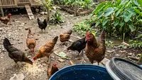 Cara Fermentasi Talas Liar di Halaman untuk Pakan Ternak Ayam Kampung, Hemat dan Bergizi Tinggi
