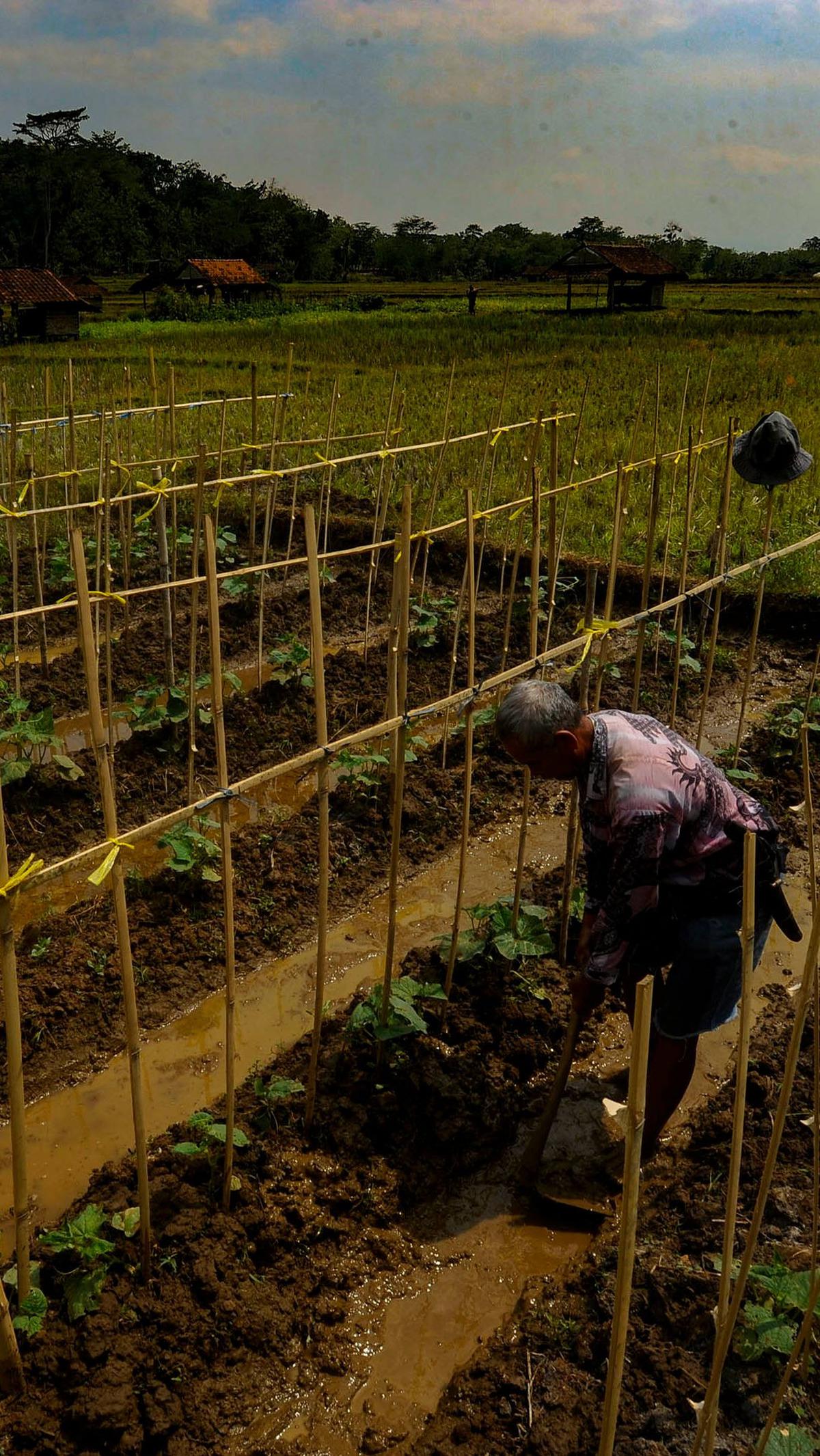 Petani saat beraktivitas mengolah lahan pertaniannya yang sudah dialiri air sungai yang disedot mesin pompa air bertenaga surya.