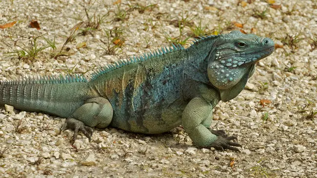 	Iguana hijau di Grand Cayman. (Sumber Wikimedia Commons)