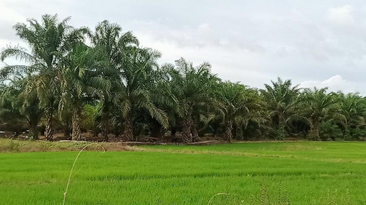 Trivia: Panen Capai Puluhan Ribu Ton, Petani Penajam Dapatkan Pembekalan Pestisida untuk Peningkatan Produktivitas Padi