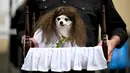 Seekor anjing mengenakan kostum ala Regan dalam film 'The Exorcist' menghadiri Tompkins Square Halloween Dog Parade di Manhattan, New York City, Amerika Serikat, Minggu (20/10/2019). (Johannes EISELE/AFP)