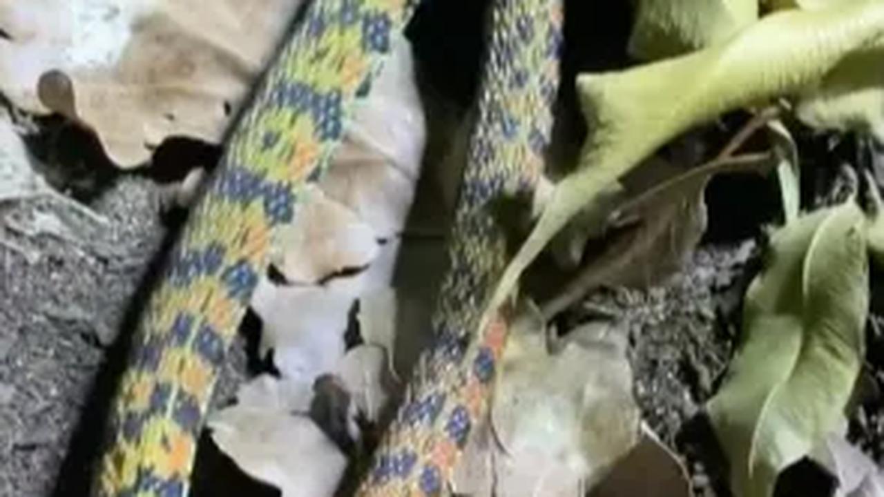 Ular Berkulit Harimau