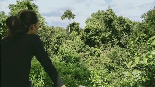 Kicau Burung Pagi Khas Hutan Rawa Gambut Terluas di Asia Tenggara