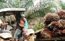 Kebijakan Sawit Eropa Dinilai Bikin Susah 3 Juta Petani Sawit di Dunia, Ini Alasannya