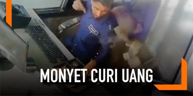VIDEO: Rekaman Monyet Curi Uang Rp1 Juta dari Petugas Tol
