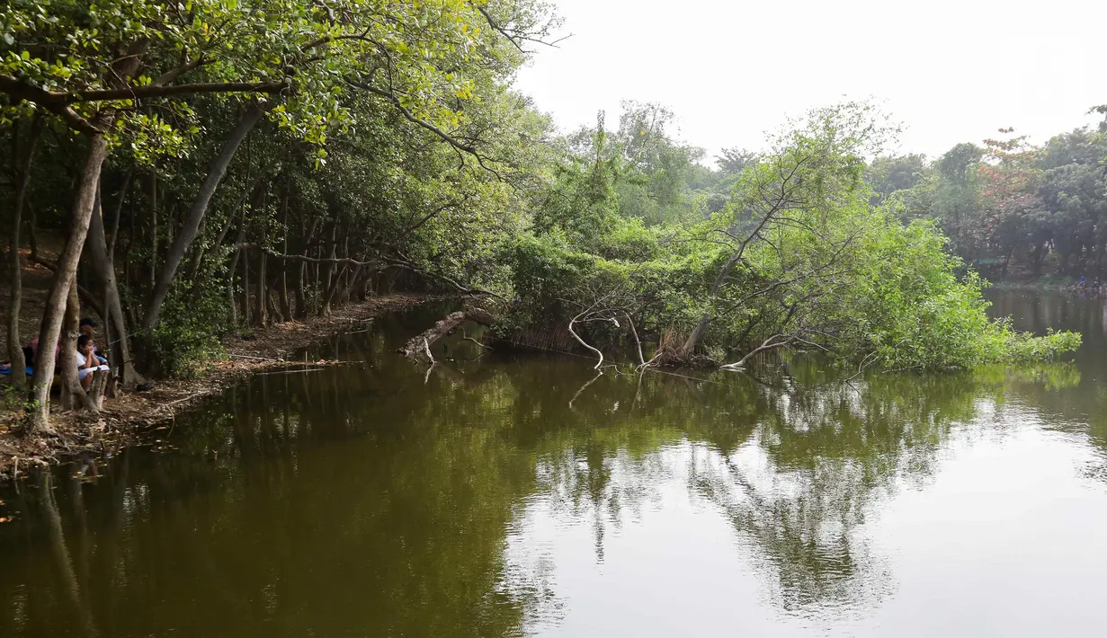 Tidak hanya itu, hutan mangrove juga menjadi habitat tempat tinggal bagi berbagai jenis satwa liar. (Liputan6.com/Herman Zakharia)