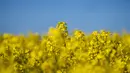 <p>Pemandangan langit biru dan ladang ladang bunga canola berwarna kuning keemasan yang mekar di Lellinge dekat Koege, Denmark timur, pada 15 Mei 2022. Lanskap tersebut terlihat menyerupai warna bendera nasional Ukraina yang berwarna biru dan kuning. (Mads Claus Rasmussen / Ritzau Scanpix / AFP) lip</p>