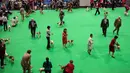 Para peserta menunjukkan anjing miliknya selama pada hari kedua pertunjukan anjing Crufts di National Exhibition Centre di Birmingham, Inggris tengah, (9/3). (AFP Photo/Oli Scarff)