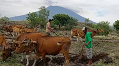 Warga membajak sawah menggunakan tenaga sapi dengan latar belakang Gunung Agung di Karangasem, Bali, Rabu (29/11). Meskipun Gunung Agung terus menunjukkan peningkatan aktivitas vulkanik, sebagian warga memilih tetap beraktivitas. (AP/Firdia Lisnawati)