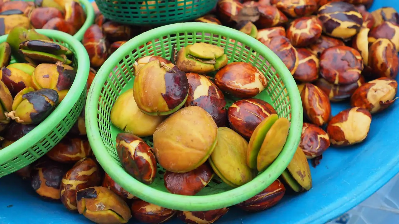 Jengkol