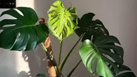 Perbedaan Monstera dan Philodendron Lengkap Cara Perawatannya