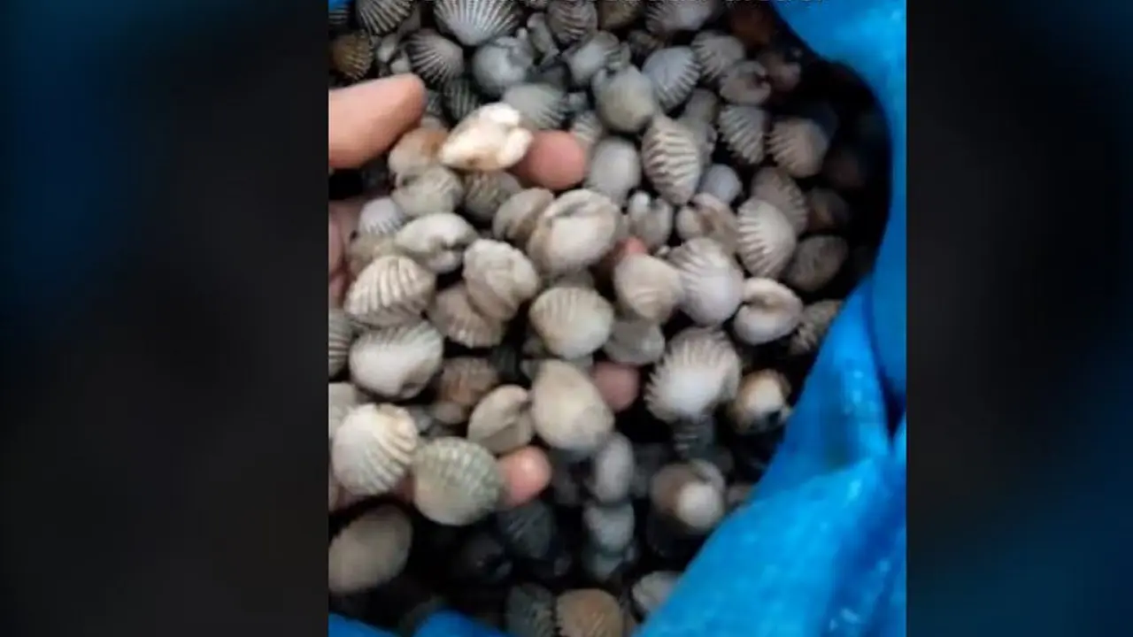 Kerang