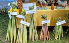 Pemkab Jayapura Gencarkan Pelestarian Pangan Lokal, Dorong Ekonomi UMKM Melalui Festival