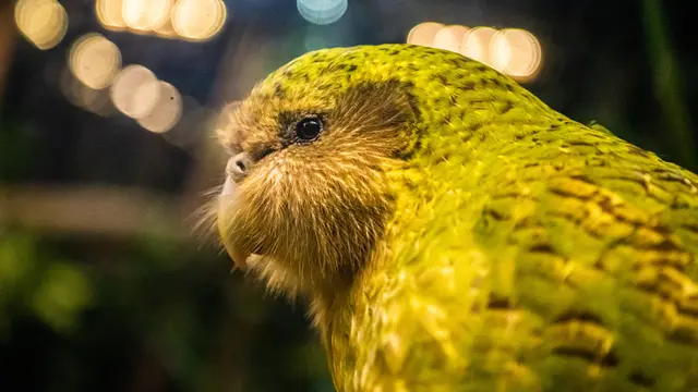 FOTO: Kakapo Menangkan Penghargaan Burung Selandia Baru Terbaik Tahun Ini