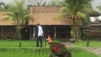Disela-sela kunjungan kerjanya di Bali, Presiden Joko Widodo atau Jokowi menyempatkan untuk menemani sang cucu Jan Ethes Srinarendra bermain di pinggir sawah. (Lizsa Egeham/Liputan6.com)