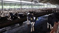Peternakan sapi modern yang dikelola PT. Bumi Rojo Koyo pada Senin (23/12/2024).